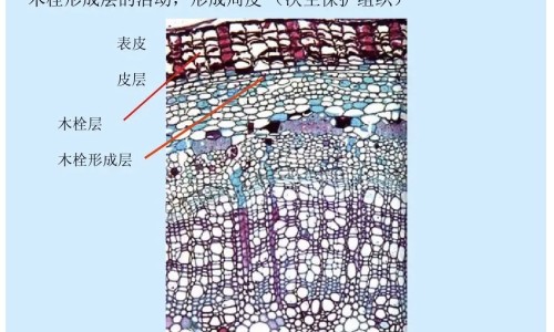 盐酸阿扑吗啡舌下片说明书网—知名的盐酸阿扑舌下片能治疗网站,分享盐酸阿扑玛咖舌下片药效多少钱知识